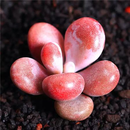 多肉五月份还可以施肥吗