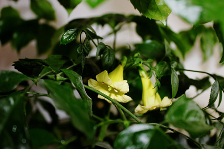 幸福树图片大全大图