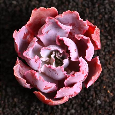 多肉五月份还可以施肥吗