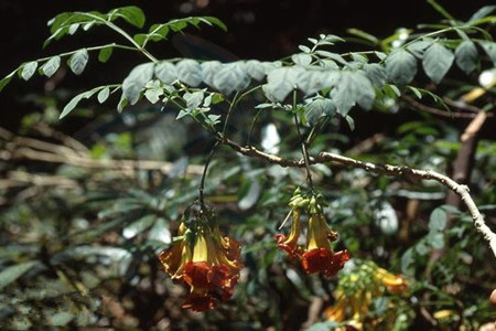 幸福树图片大全大图