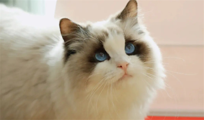 怎么判断猫猫便秘