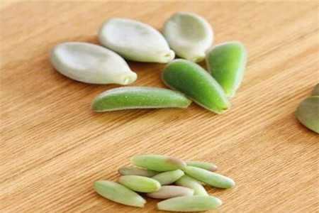 多肉植物扦插繁殖如何操作