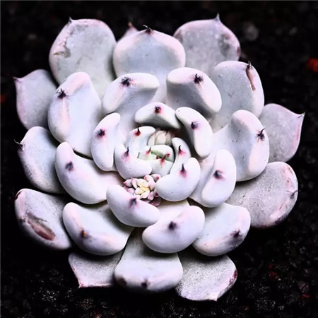 多肉五月份还可以施肥吗