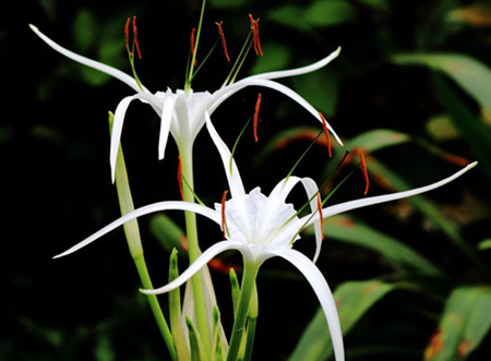 水鬼蕉可以养在家里吗吉利吗