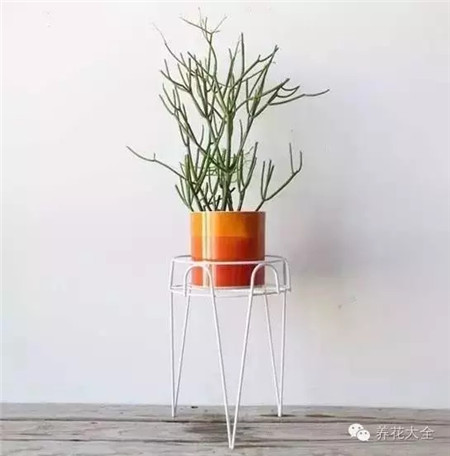 什么花适合养在花盆里