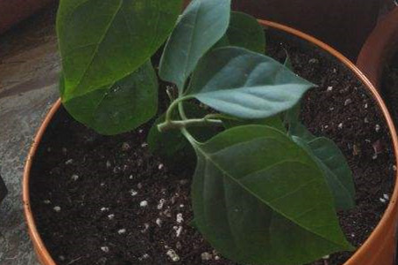 三角梅怎样养护?