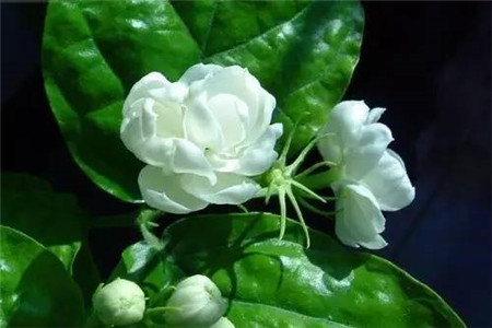 茉莉花怎么养才能开花