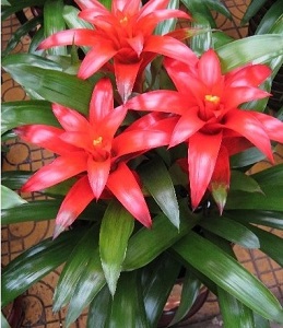 鸿运当头什么时候开花?