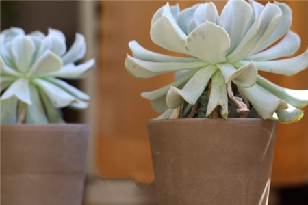 特玉莲怎么养成老桩