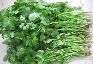 香菜的病虫害管理