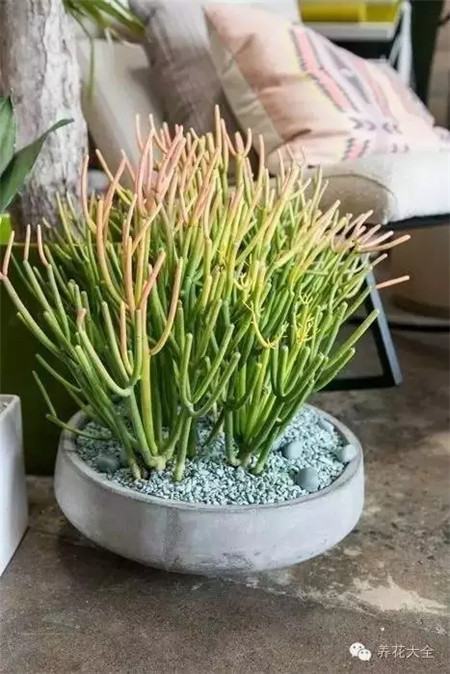 什么花适合养在花盆里