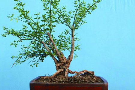 迎春花盆景制作步骤及养护方法图片