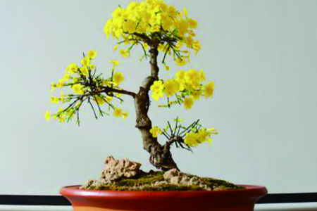 迎春花盆景制作步骤及养护方法图片
