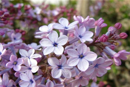 五片丁香花瓣的花寓意