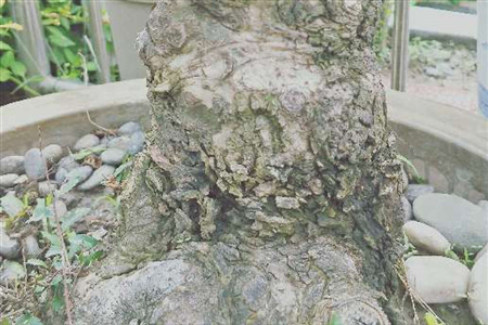 老桩榆树根少怎么办