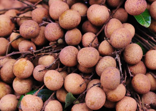 桂圆皮发霉了里面没事还能吃吗桂圆变质什么样(桂圆的皮发霉了)