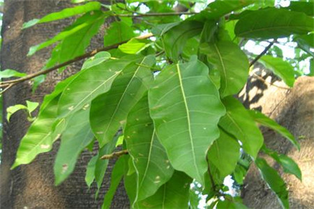 大叶榕怎样嫁接小叶榕苗