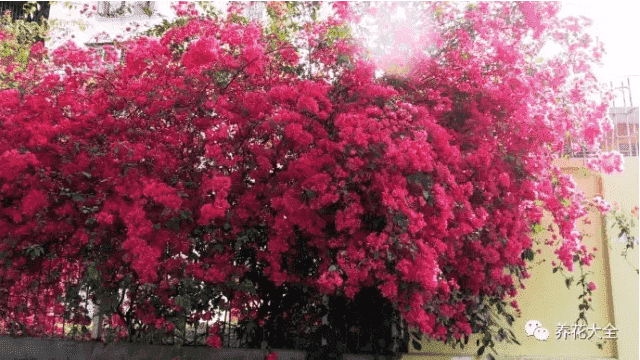 三角梅瀑布盆景