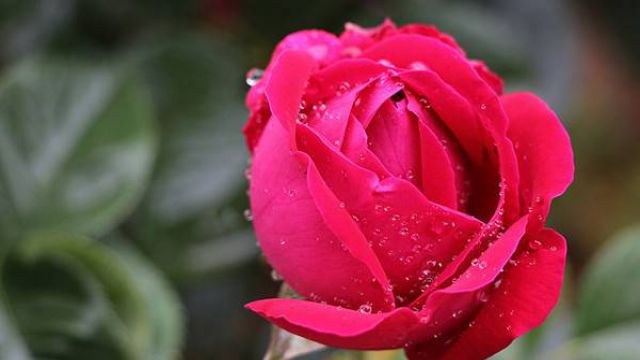 可食用玫瑰品种(可食用玫瑰品种哪种好)