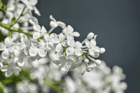 丁香花可不可以结果