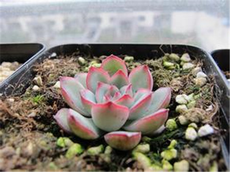 花月夜叶子边缘发黑