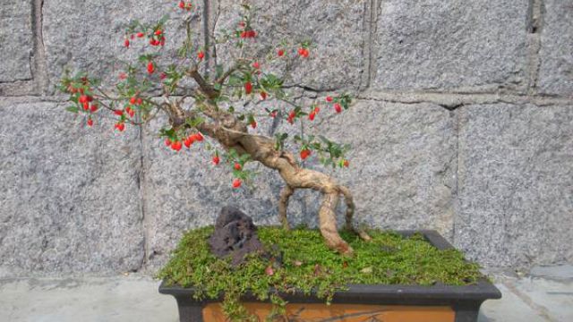 枸杞盆景的制作方法(枸杞子盆景制作方法)