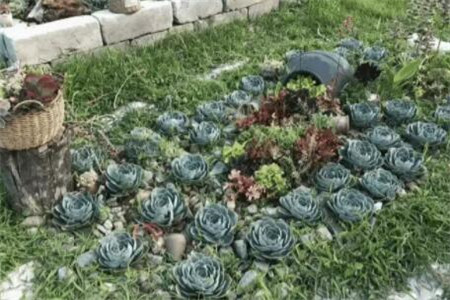 种多肉大棚要投资多少钱