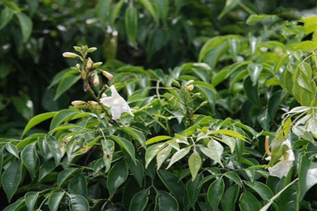 幸福树图片大全大图