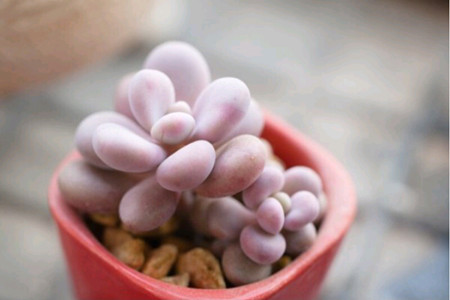 桃之卵与桃蛋的区别