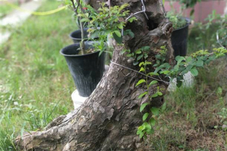 老桩榆树根少怎么办