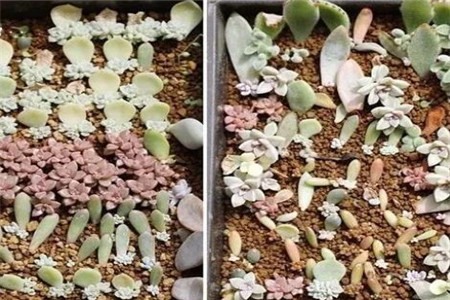 多肉植物扦插繁殖如何操作