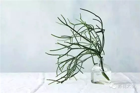 什么花适合养在花盆里