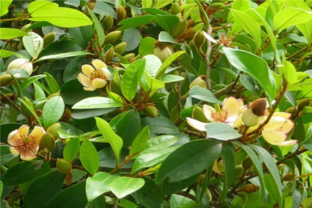 含笑花叶子枯萎怎么办呢