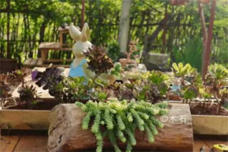 种多肉大棚要投资多少钱