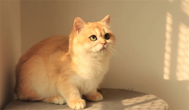 怎么判断猫猫便秘