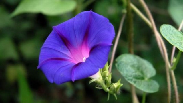 圆叶牵牛怎么养(圆叶牵牛养殖技术视频)
