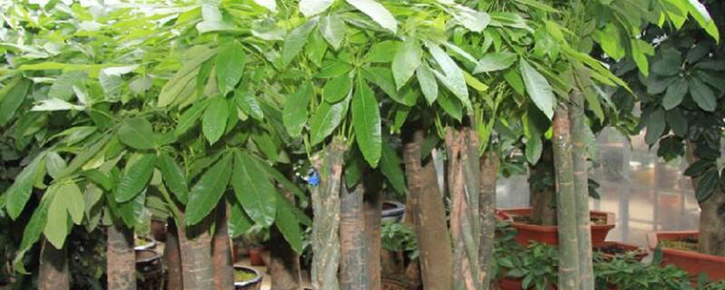 招财树掉叶子怎么办(招财树掉叶子怎么补救方法)