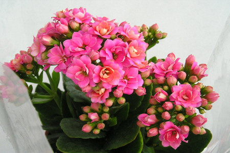 长寿花怎样养才能又矮又肥又开花