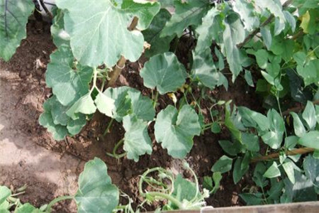 丝瓜压蔓是什么意思