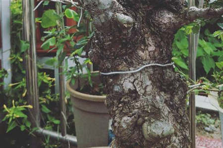 老桩榆树根少怎么办