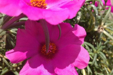 太阳花苗种植方法