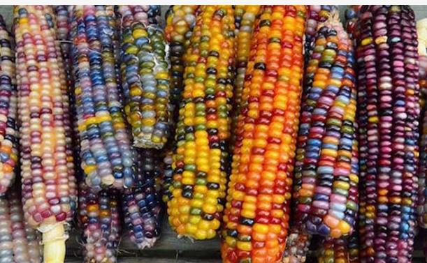 彩色玉米是怎么来的是杂交还是光照转基因玉米和非转基因玉米的区别(第二批主题教育党课讲稿)