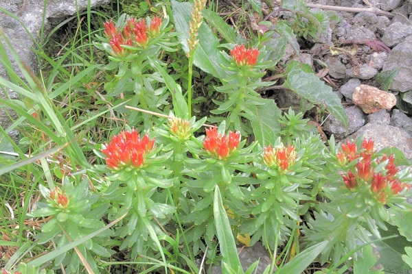 红景天的功效与作用(红景天的功效与作用图片)