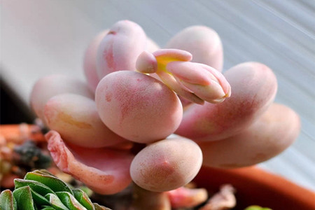 桃之卵与桃蛋的区别