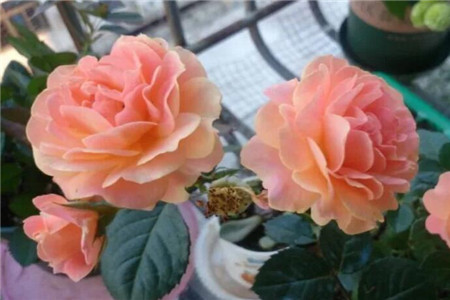 月季花适合院子里种植吗