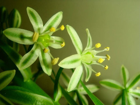 虎眼万年青开花吗(虎眼万年青开花吗花是什么样的)