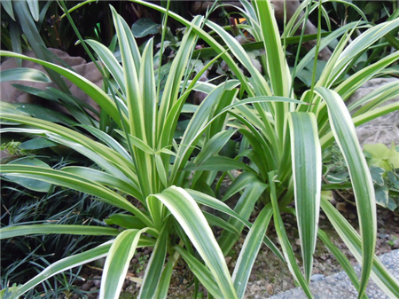 金边吊兰叶子发软下垂