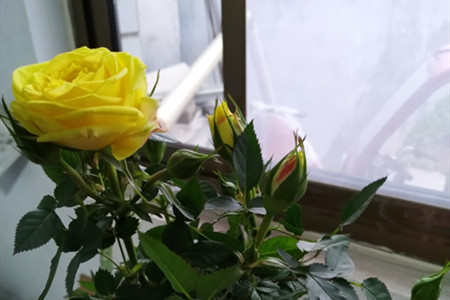 老桩玫瑰发芽后长的缓慢