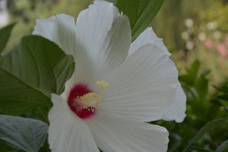 芙蓉葵的种植方法