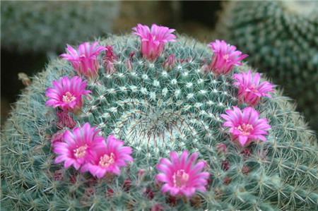 玉翁怎么繁殖小球图片